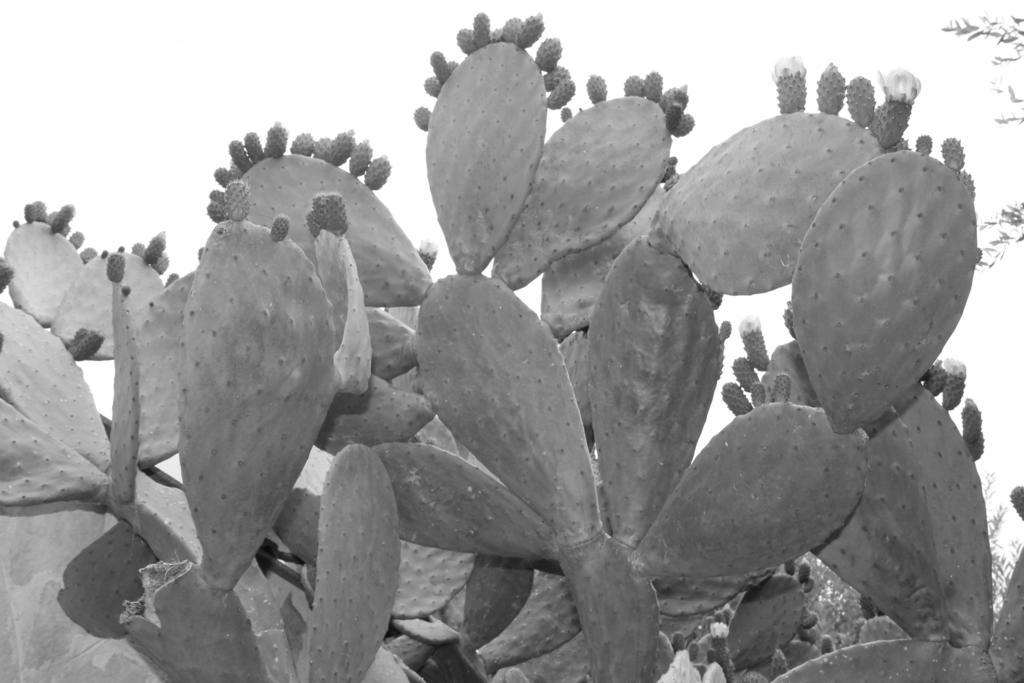 Albachiara Bed & Breakfast Monopoli Kültér fotó